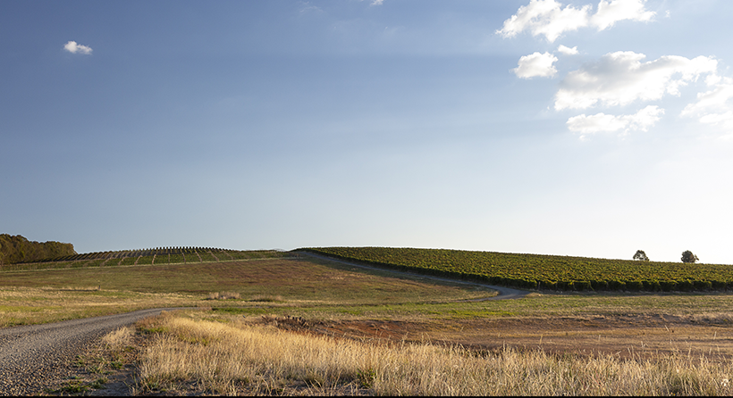 Fighting gully vineyard